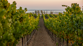 ロンバウワーバックリステーション畑